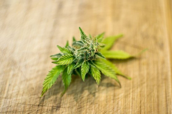 konopí studie semena marihuany
